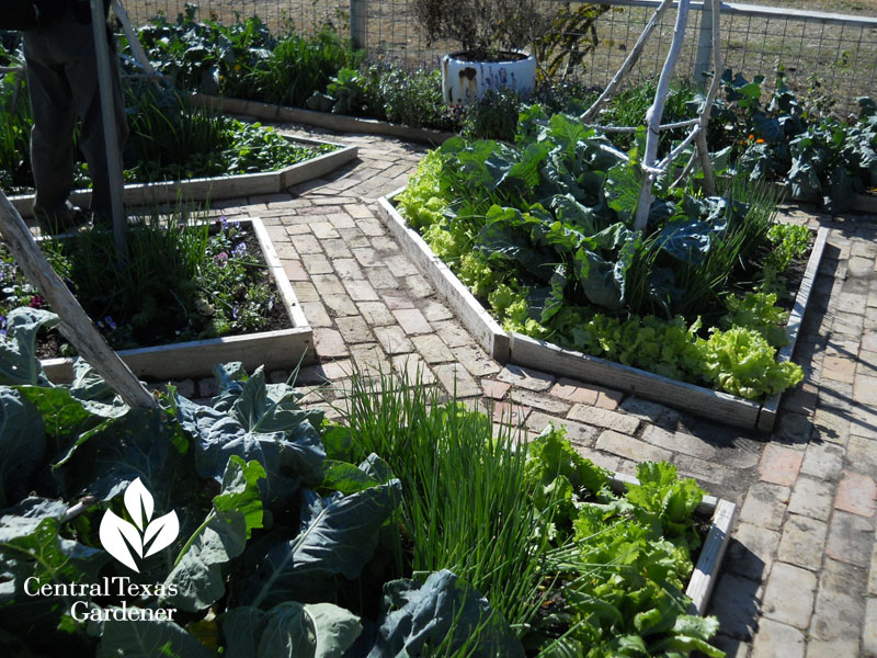 brick path potager Jay White Central Texas Gardener