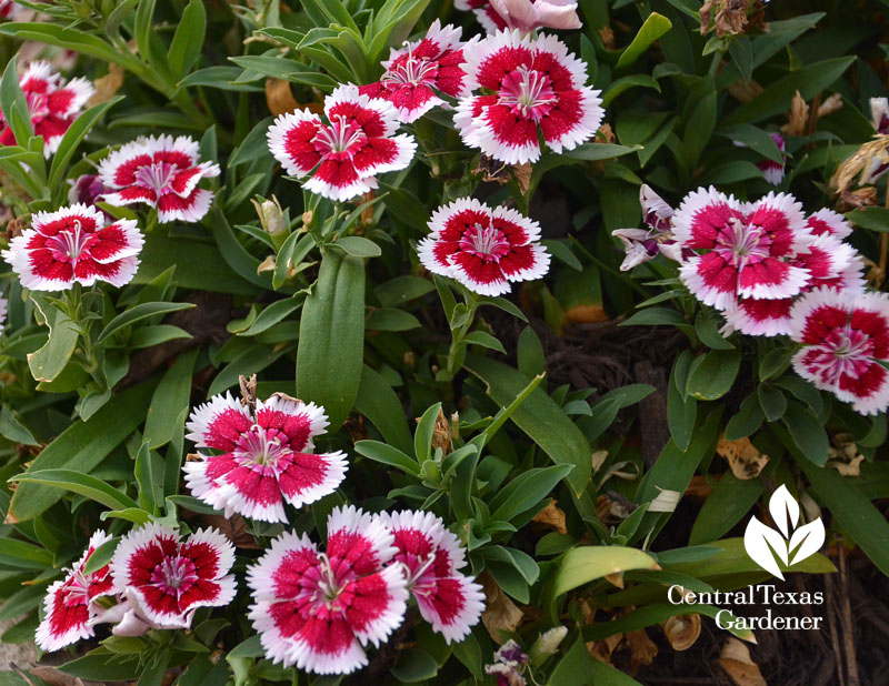 dianthus Central Texas Gardener