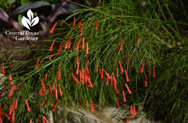 firecracker fern Central Texas Gardener