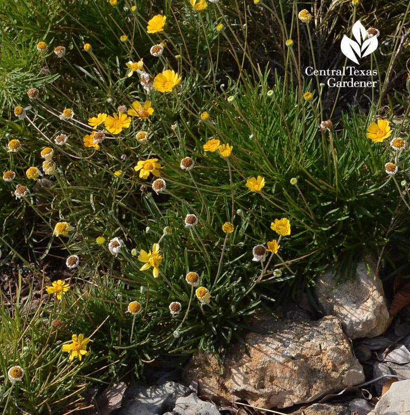 four-nerve daisy native plant Central Texas Gardener