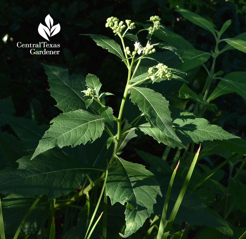 frostweed flowers native Central Texas Gardener