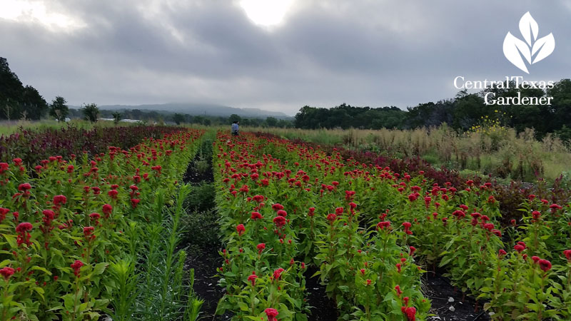 garden on tour Arnosky Family Farms