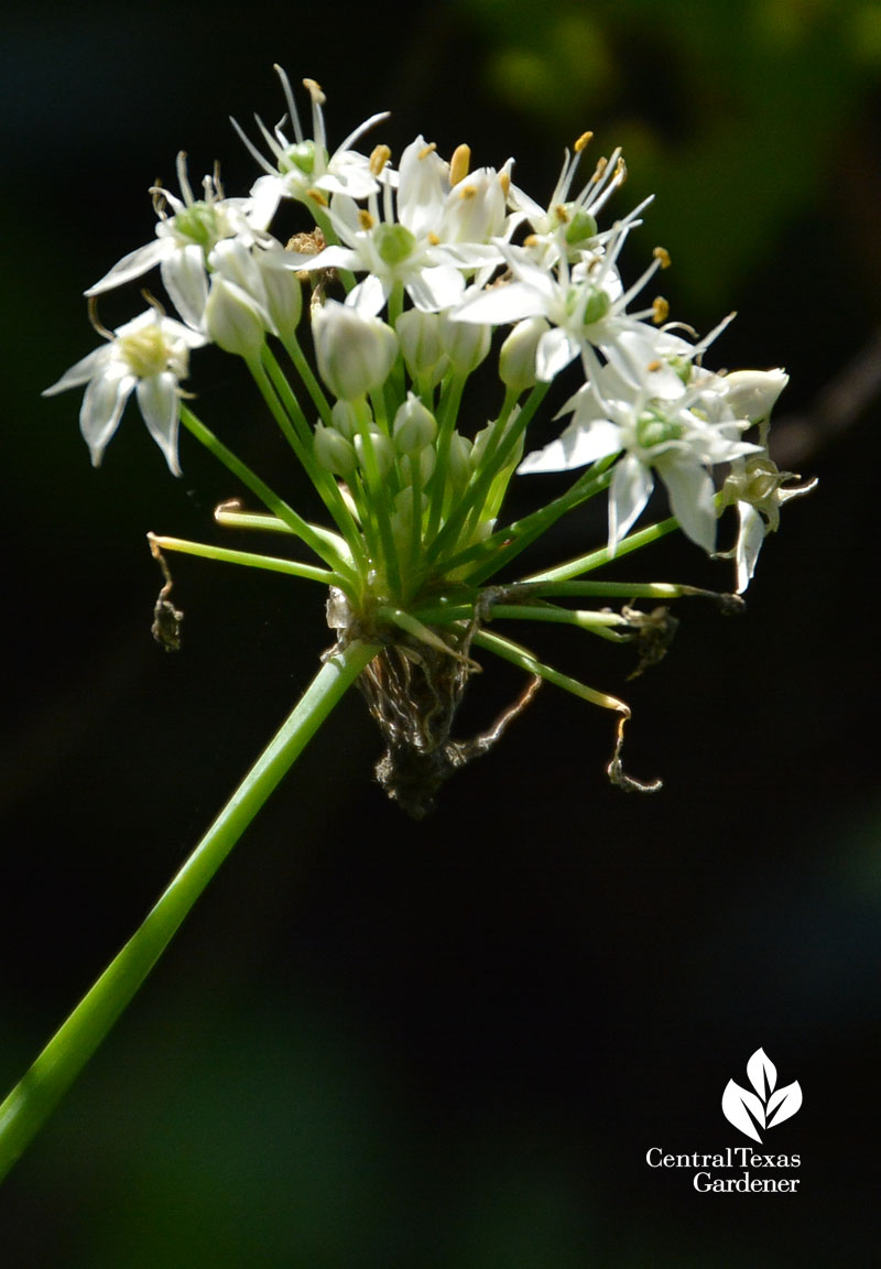 garlic chives flowers Central Texas Gardener