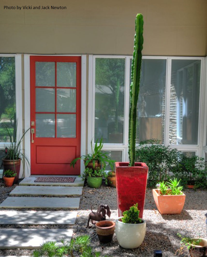 how grow container euphorbia Central Texas Gardener