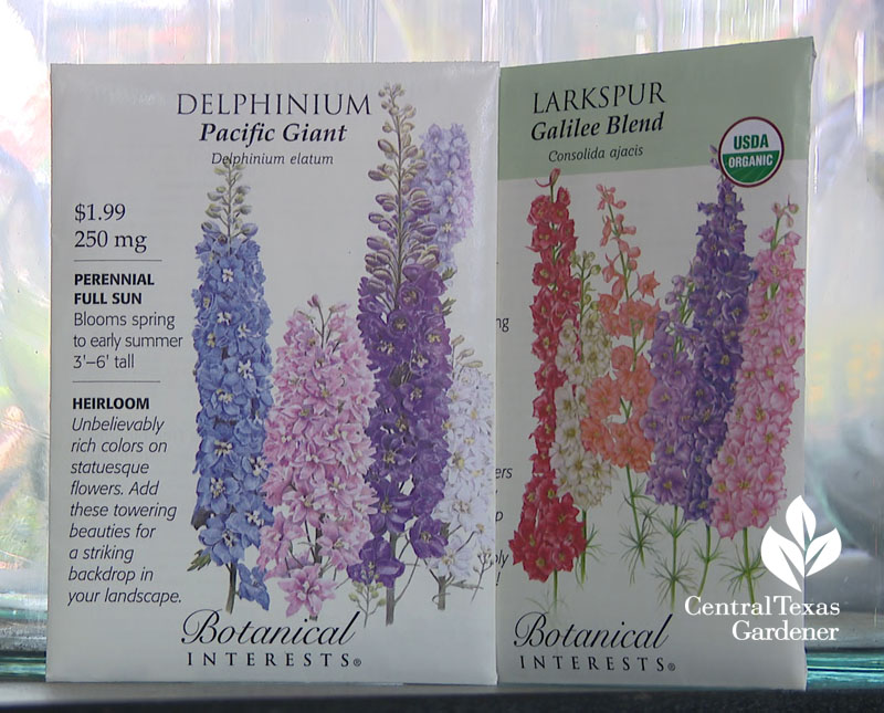 larkspur delphinium Botanical Interest seeds Central Texas Gardener