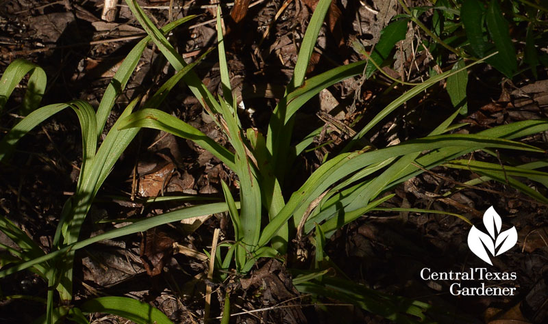 native spiderwort emerging leaves Central Texas Gardener