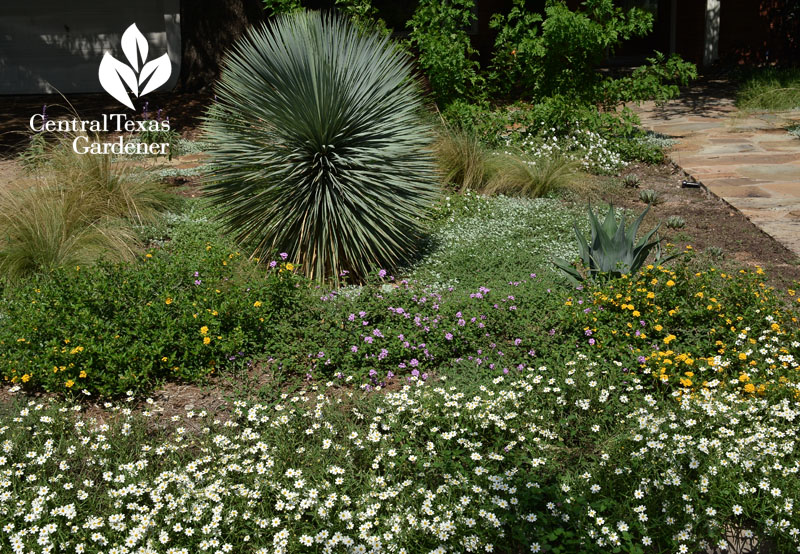 no lawn front yard four-nerve daisy, silver ponyfoot, yucca, blackfoot daisy Central Texas Gardener