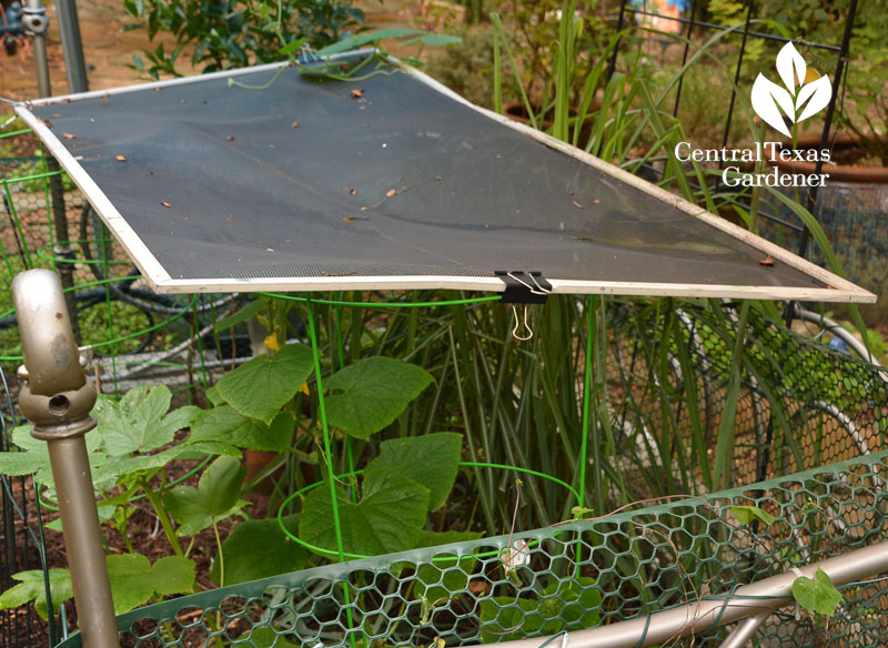 old screen window to shade vegetables Central Texas Gardener