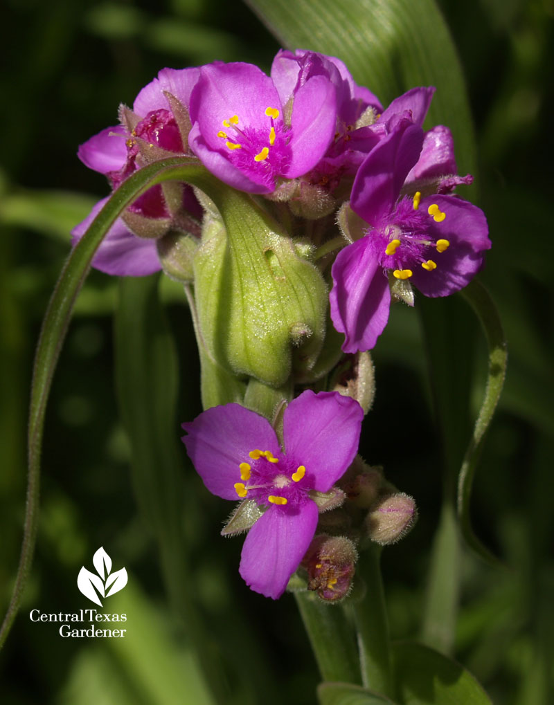 native spiderwort Tradescantia gigantea Central Texas Gardener