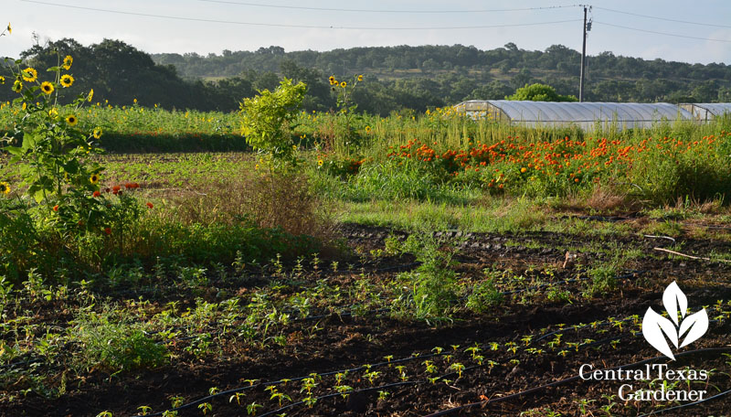 planting fields Arnosky Family Farms Central Texas Gardener