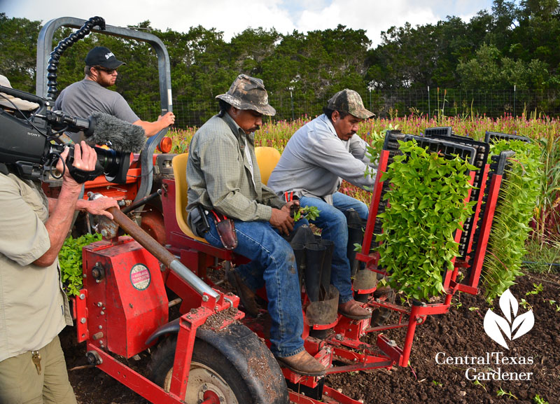 planting plugs Arnosky Family Farms Central Texas Gardener