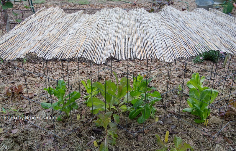 recycled bamboo fencing shade vegetables Bruce Leander Central Texas Gardener