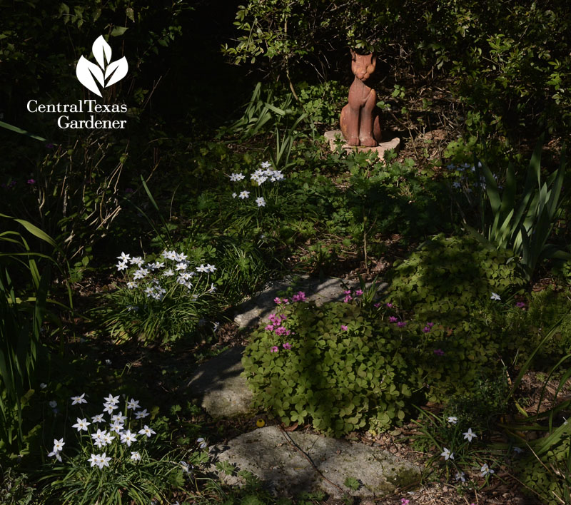 spring star flower lining path in garden cove Central Texas Gardener