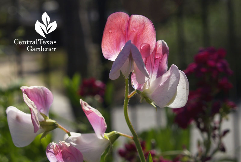 sweet peas Central Texas Gardener