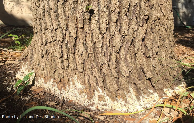 white fungal growth on base of oak tree Central Texas Gardener
