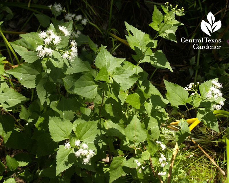 white mistflower Central Texas Gardener