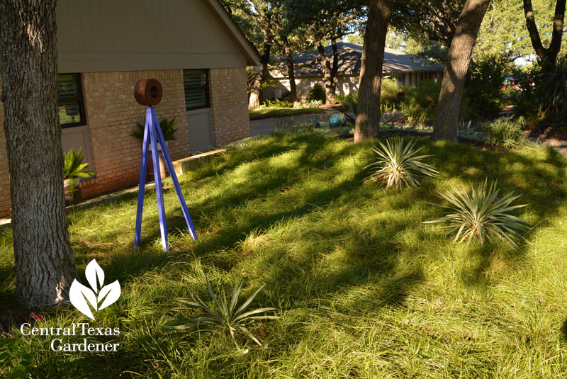 Berkeley sedge lawn Central Texas Gardener