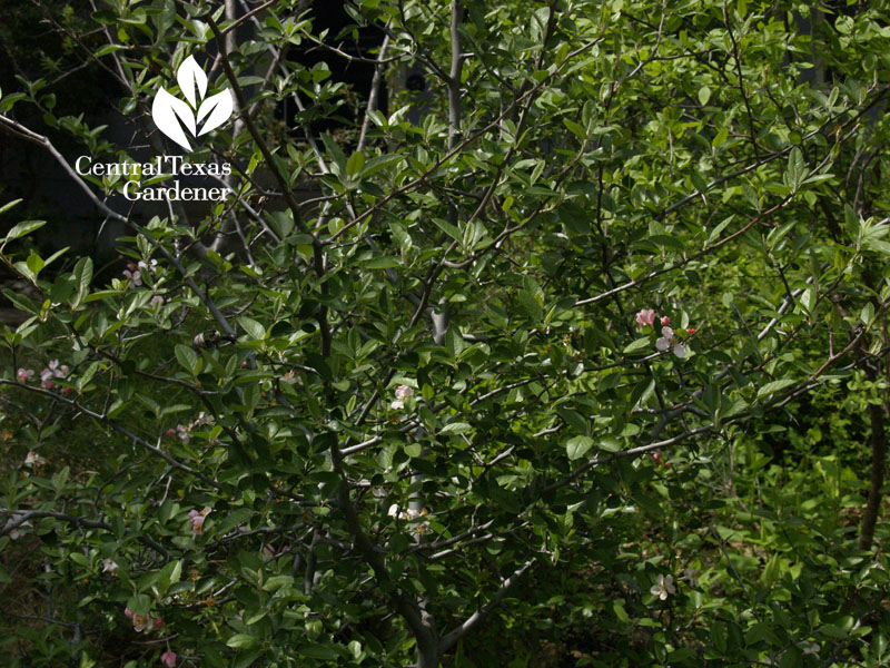 Texas or Blanco crabapple Central Texas Gardener