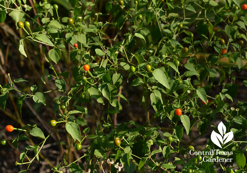 Chile pequin Central Texas Gardener