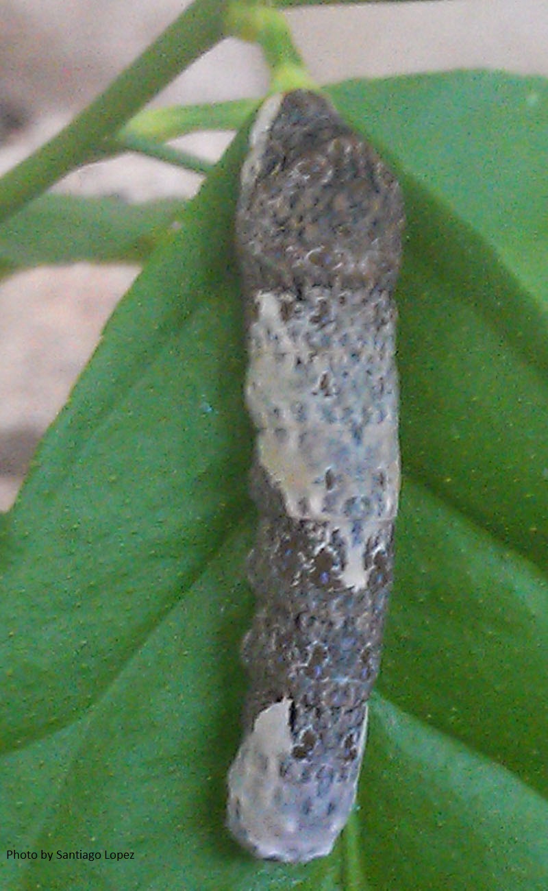 Giant Swallowtail caterpillar Central Texas Gardener final