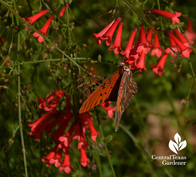 Gulf Fritillary butterfly on firecracker fern Central Texas Gardener