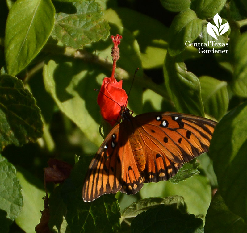 Gulf Fritillary butterfly turk's cap Central Texas Gardener