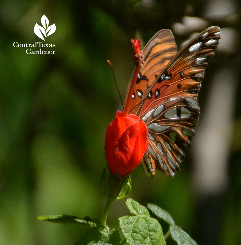 Gulf Fritillary on turk's cap Central Texas Gardener