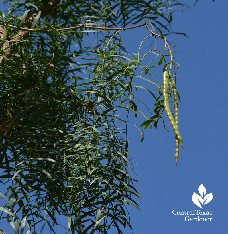 Honey mesquite bean pods Central Texas Gardener