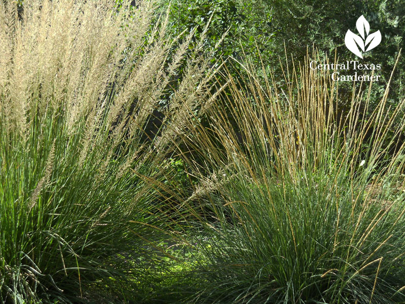 Lindheimer and Deer muhly Central Texas Gardener