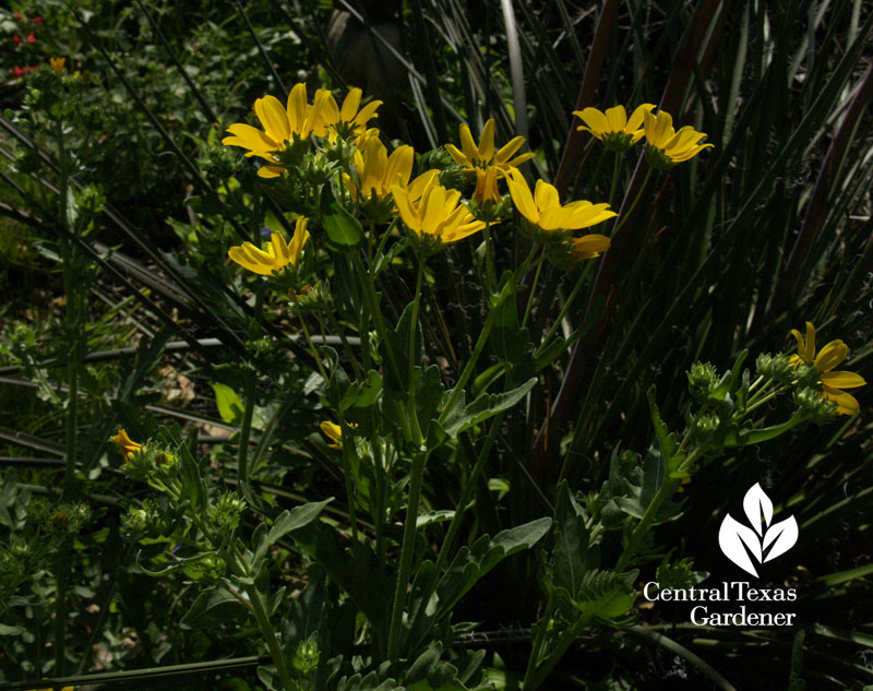 native Engelmann daisy flowers