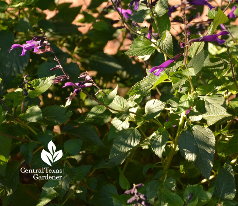 Salvia 'Amistad' Central Texas Gardener