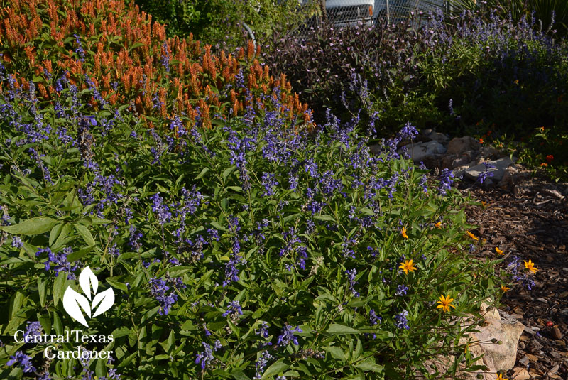 Salvia farinacea Zexmenia Orange shrimp plant Central Texas Gardener