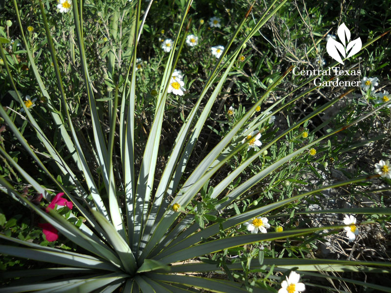 Yucca pallida and blackfoot daisy Central Texas Gardener