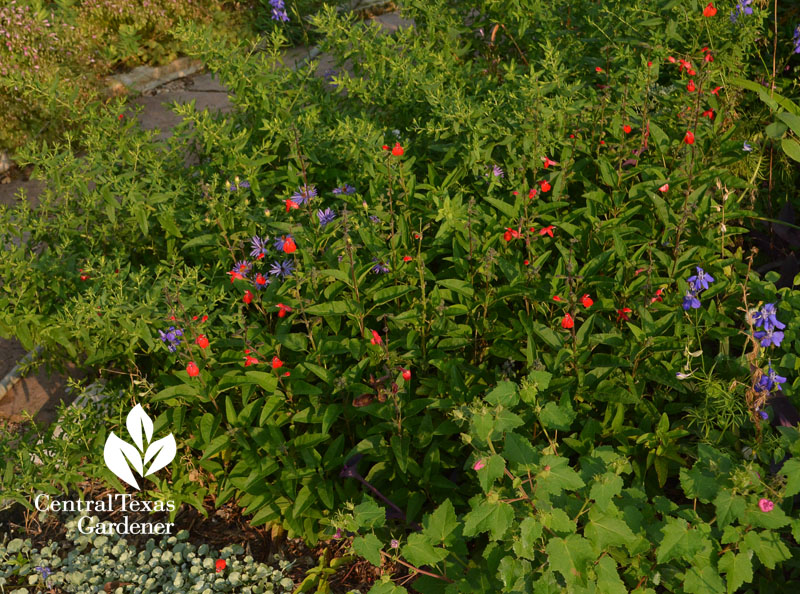 asters, eyelash salvia, pavonia Central Texas Gardener