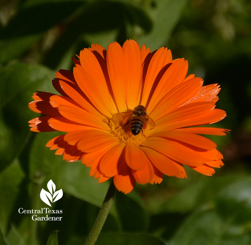 bee on winter annual calendula Central Texas Gardener