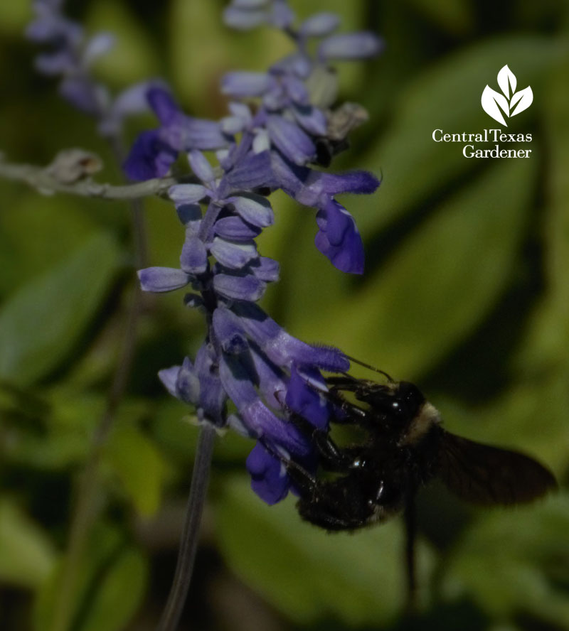 bumble bee salvia farincea 2