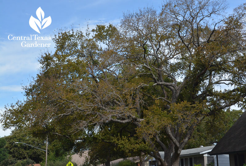 cedar elm losing leaves early Central Texas Gardener