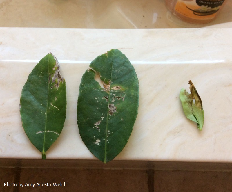 damaged lime tree leaves Central Texas Gardener