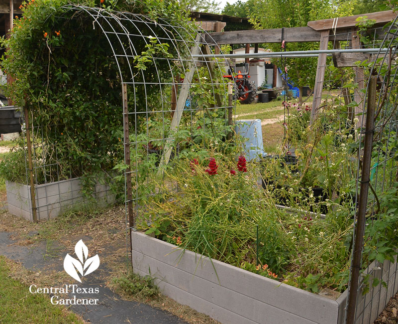 recycled Trex raised vegetable beds Central Texas Gardener