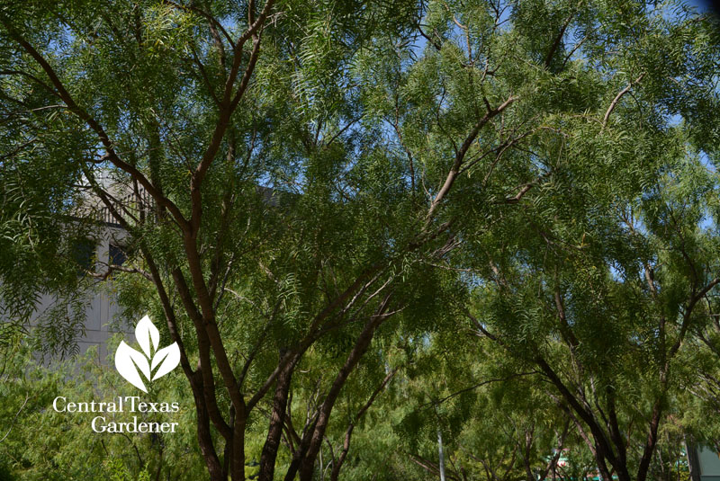 lacy leaves native honey mesquite trees Central Texas Gardener