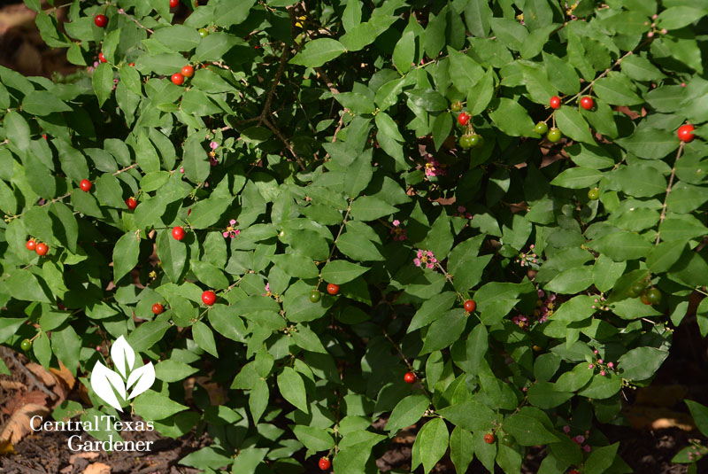 native Barbado cherry flowers and fruit Central Texas Gardener