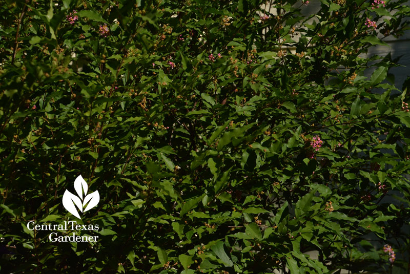 native Barbados cherry Central Texas Gardener