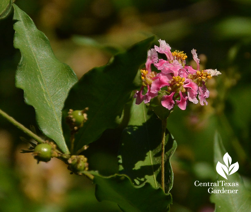 native Barbados cherry flower and green fruit Central Texas Gardener