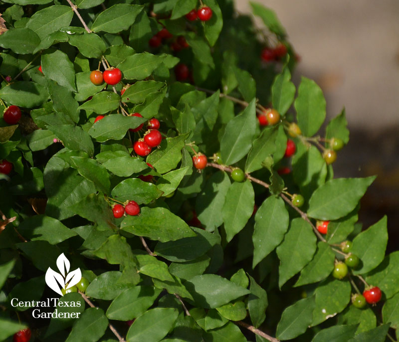 native Barbados cherry fruits Central Texas Gardener