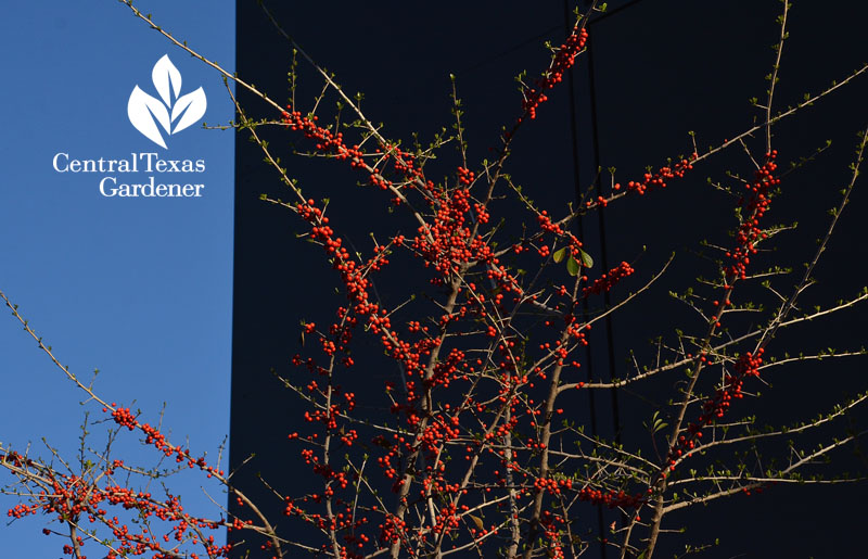 native Possumhaw holly winter berries Central Texas Gardener