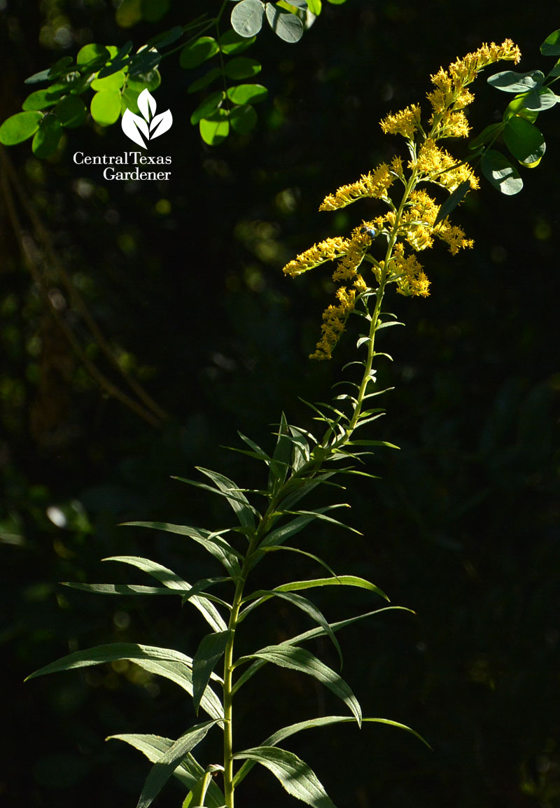 native goldenrod Central Texas Gardener