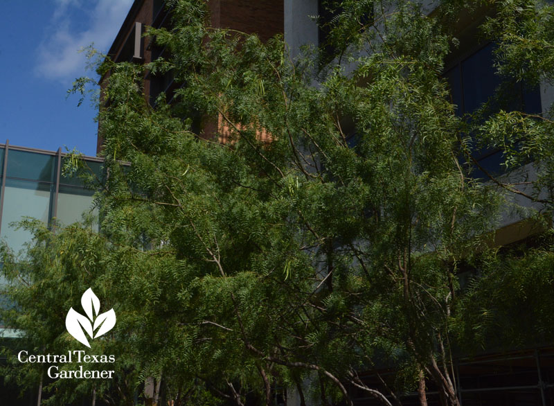 native honey mesquite tree Central Texas Gardener