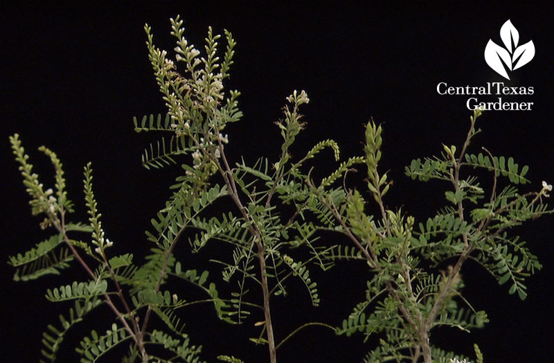 native plant kidneywood Central Texas Gardener