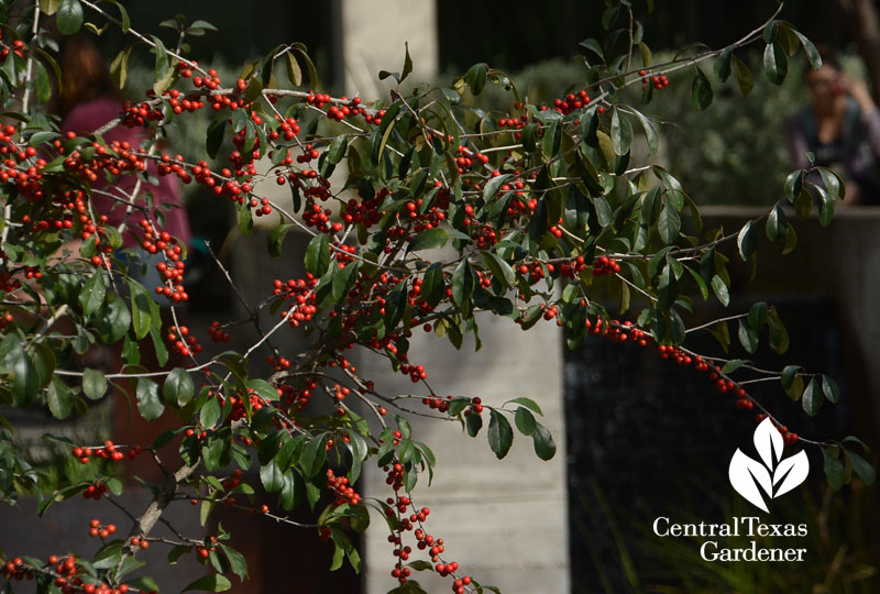 possumhaw holly leaves winter berries Central Texas Gardener