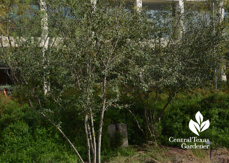 possumhaw holly native shrubby tree Central Texas Gardener